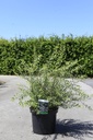Spiraea cinerea 'Graciosa' cont. 10L 60-80 cm +p