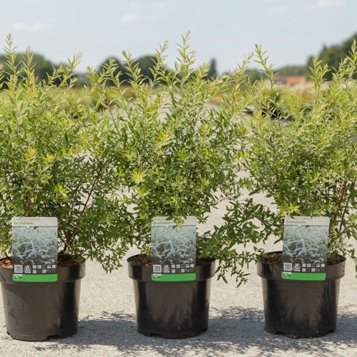 [P] Spiraea cinerea 'Grefsheim' cont. 3,6L 40-60 cm +B