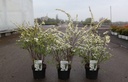 Spiraea cinerea 'Grefsheim' cont. 3,6L 40-60 cm +ф