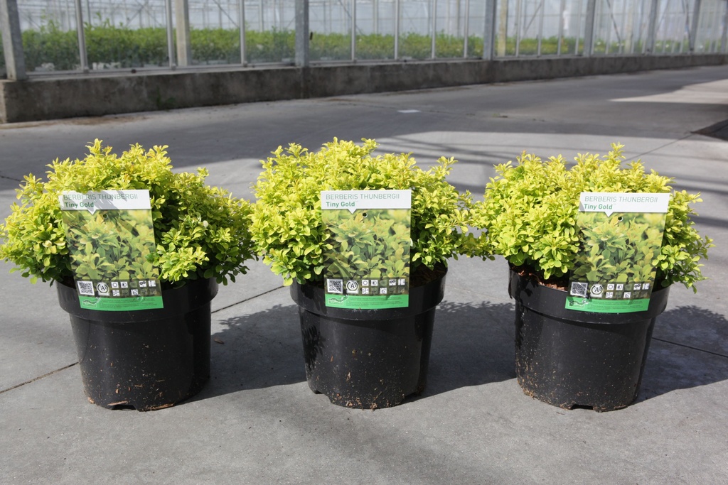 Berberis thunbergii 'Tiny Gold' (PBR) cont. 3,6L 20-25 cm +p