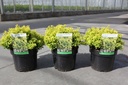 Berberis thunbergii 'Tiny Gold' (PBR) cont. 3,6L 20-25 cm +ф