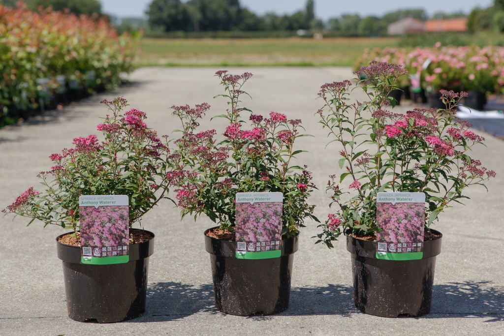 Spiraea japonica 'Anthony Waterer' cont. 3,6L 30-40 cm +f