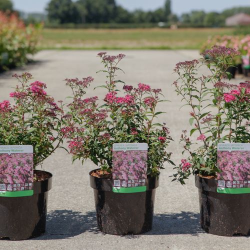 [P] Spiraea japonica 'Anthony Waterer' cont. 3,6L 30-40 cm +p