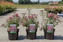 Spiraea japonica 'Anthony Waterer' cont. 3,6L 30-40 cm +ф