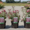 Spiraea japonica 'Anthony Waterer' cont. 3,6L 30-40 cm +B