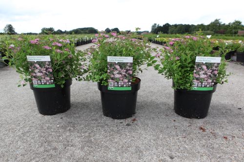 [P] Spiraea japonica 'Little Princess' cont. 3,6L 30/+ cm +ф