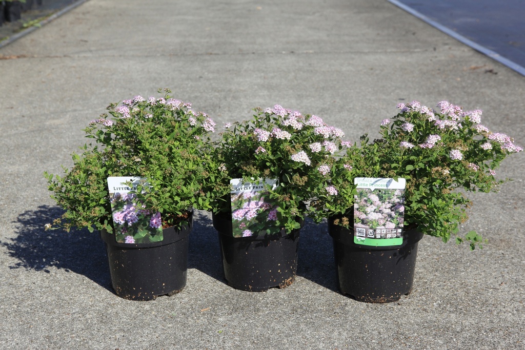 [P] Spiraea japonica 'Little Princess' cont. 3,6L 30/+ cm +f
