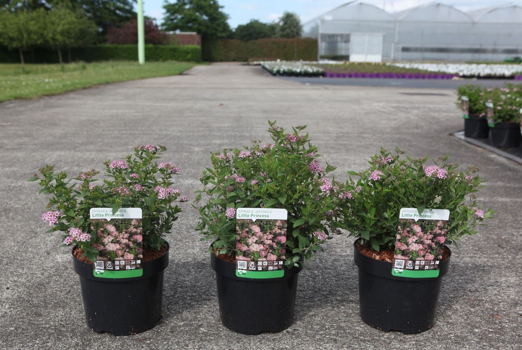 Spiraea japonica 'Little Princess' cont. 3,6L 30/+ cm +p