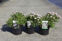 Spiraea japonica 'Little Princess' Kont. 3,6L 30/+ cm +B