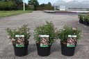 Spiraea japonica 'Little Princess' cont. 3,6L 30/+ cm +ф