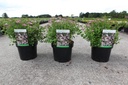 Spiraea japonica 'Little Princess' cont. 3,6L 30/+ cm +p