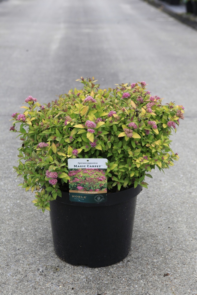 [P] Spiraea japonica WALBERTON'S® MAGIC CARPET Noble® cont. 10L 40-50 cm +f