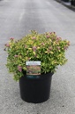 Spiraea japonica WALBERTON'S® MAGIC CARPET Noble® cont. 10L 40-50 cm +f