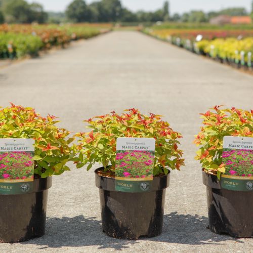 Spiraea japonica MAGIC CARPET (PBR) cont. 3,6L 30/+ cm +p