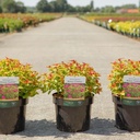 Spiraea japonica MAGIC CARPET (PBR) cont. 3,6L 30/+ cm +p