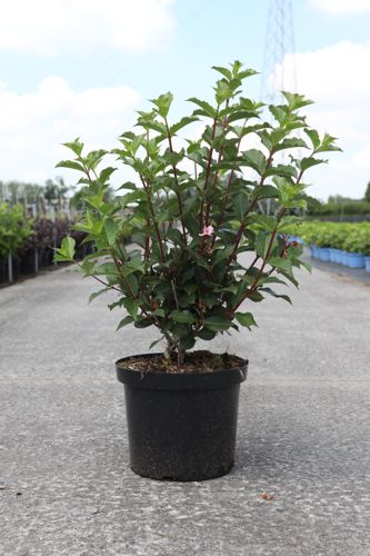 [P] Weigela florida 'Polka' cont. 10L 60-80 cm +B