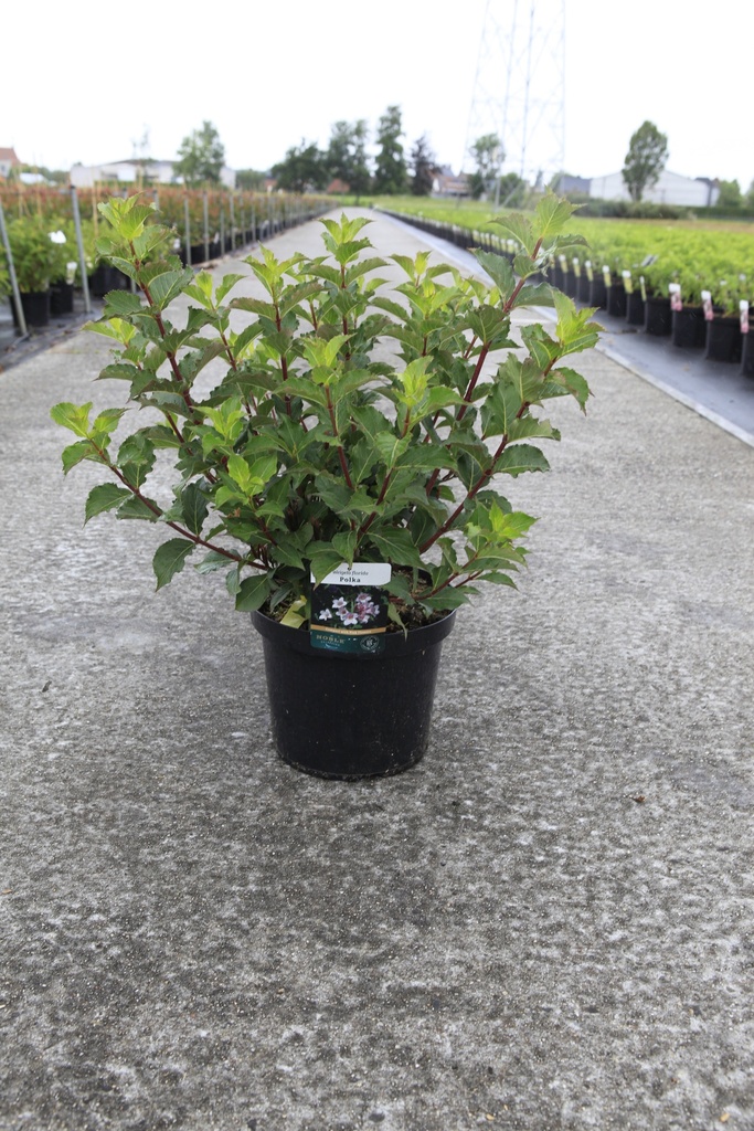 [P] Weigela florida 'Polka' cont. 10L 60-80 cm +p