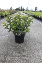 Weigela florida 'Polka' cont. 10L 60-80 cm +ф