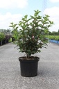 Weigela florida 'Polka' cont. 10L 60-80 cm +p