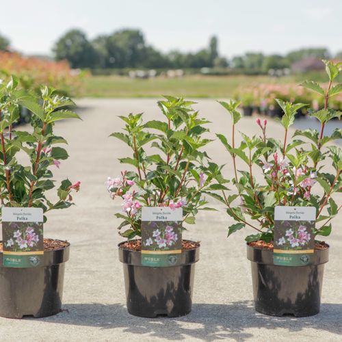 Weigela florida 'Polka' cont. 3,6L 40-50 cm +p