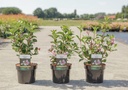 Weigela florida 'Polka' cont. 3,6L 40-50 cm +f