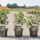 Weigela florida 'Polka' cont. 3,6L 40-50 cm +p