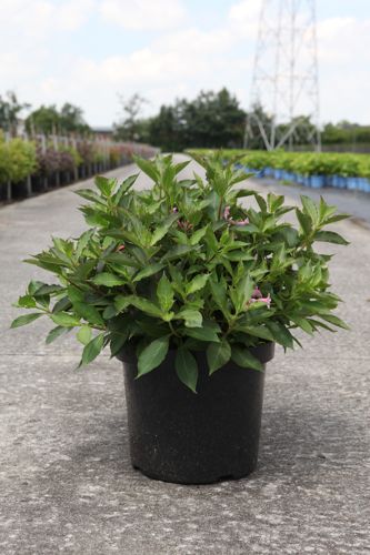 [P] Weigela florida PINK POPPET (PBR) cont. 10L 60-80 cm +B