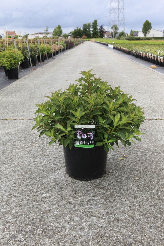 [P] Weigela florida PINK POPPET (PBR) cont. 10L 60-80 cm +f