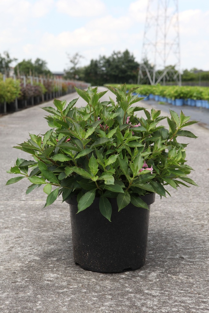 Weigela florida PINK POPPET (PBR) cont. 10L 60-80 cm +p