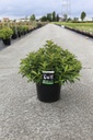 Weigela florida PINK POPPET (PBR) Kont. 10L 60-80 cm +B
