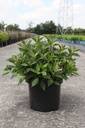 Weigela florida PINK POPPET (PBR) cont. 10L 60-80 cm +p