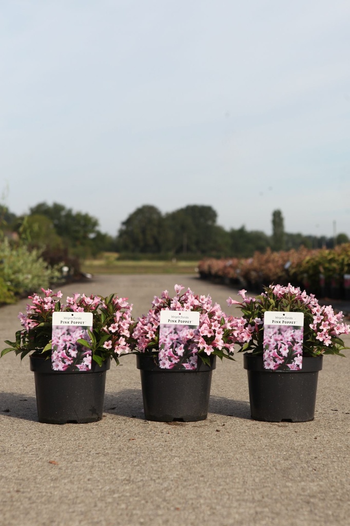 [P] Weigela florida PINK POPPET (PBR) cont. 3,6L 40-50 cm +B