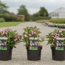Weigela florida PINK POPPET (PBR) cont. 3,6L 40-50 cm +B