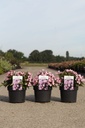Weigela florida PINK POPPET (PBR) cont. 3,6L 40-50 cm +f
