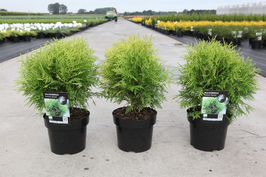 Thuja occidentalis 'Danica Aurea' cont. 3L 25-30 cm +f