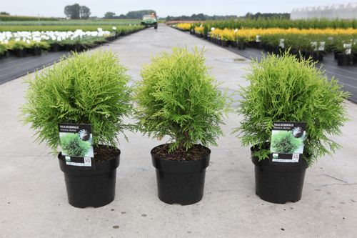 Thuja occidentalis 'Danica Aurea' cont. 3L 25-30 cm +p