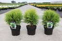 Thuja occidentalis 'Danica Aurea' cont. 3L 25-30 cm +ф