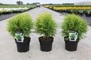 Thuja occidentalis 'Danica Aurea' cont. 3L 25-30 cm +f