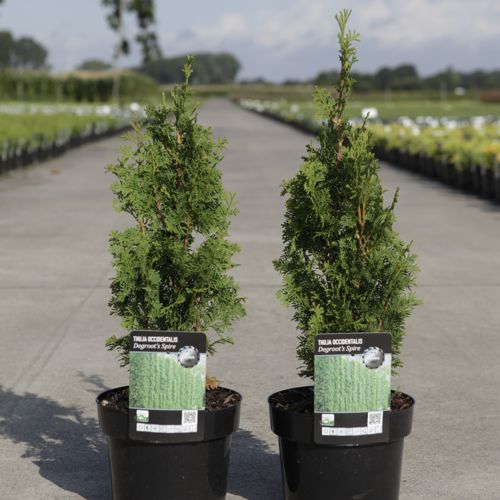 [P] Thuja occidentalis 'Degroot's Spire' cont. 2L 20-25 cm +B