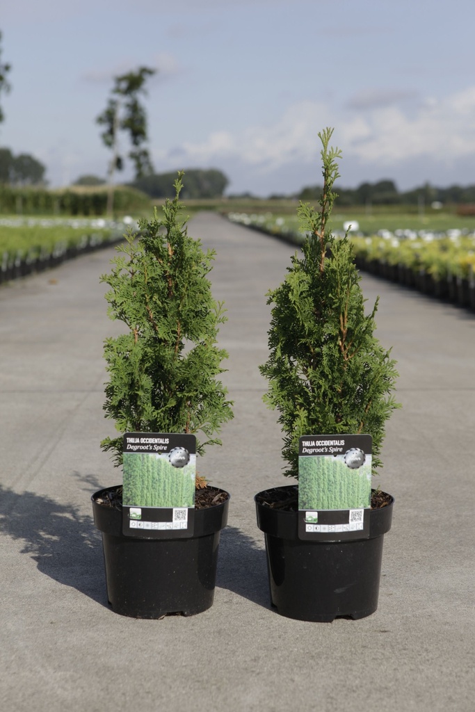 [P] Thuja occidentalis 'Degroot's Spire' cont. 2L 20-25 cm +B