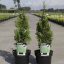 Thuja occidentalis 'Degroot's Spire' cont. 2L 20-25 cm +ф