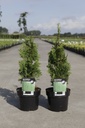 Thuja occidentalis 'Degroot's Spire' cont. 2L 20-25 cm +f