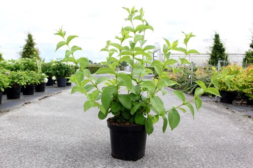 [P] Weigela middendorffiana cont. 10L 80/+ cm +B