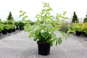 Weigela middendorffiana cont. 10L 80/+ cm +B