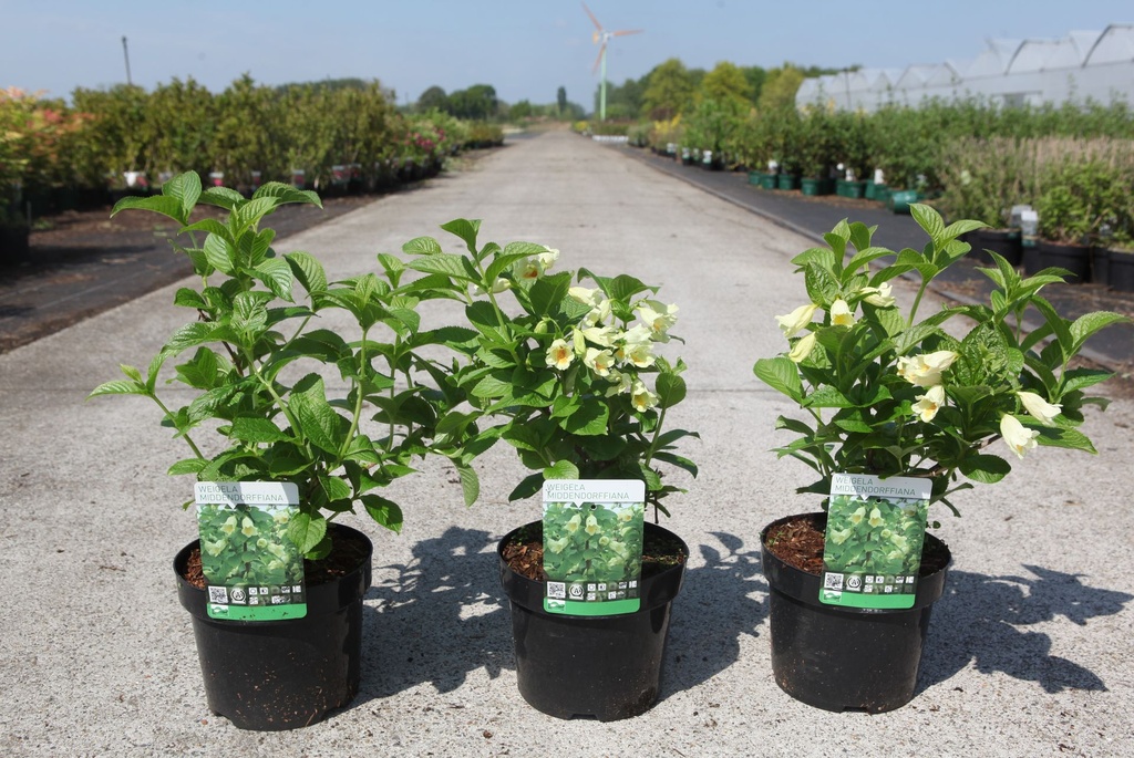 Weigela middendorffiana cont. 3,6L 40-50 cm +ф