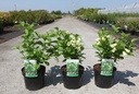 Weigela middendorffiana cont. 3,6L 40-50 cm +B