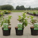 Weigela middendorffiana cont. 3,6L 40-50 cm +B