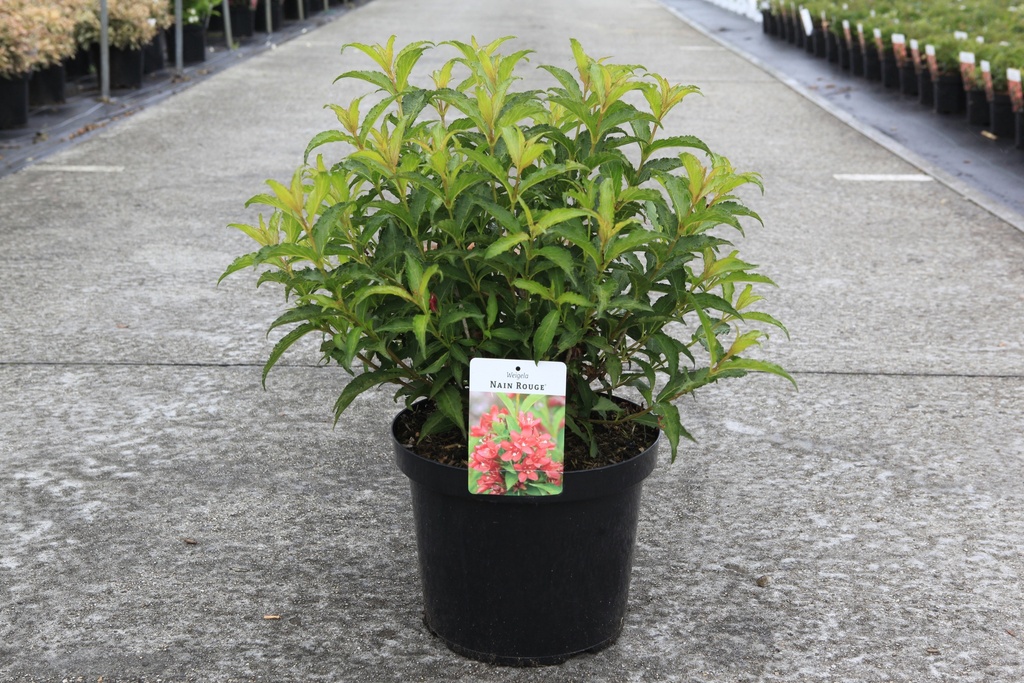 Weigela NAIN ROUGE® Kont. 10L 40-50 cm +B