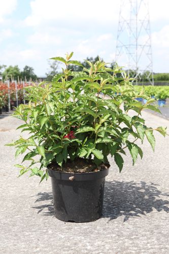 Weigela NAIN ROUGE® cont. 10L 40-50 cm +ф