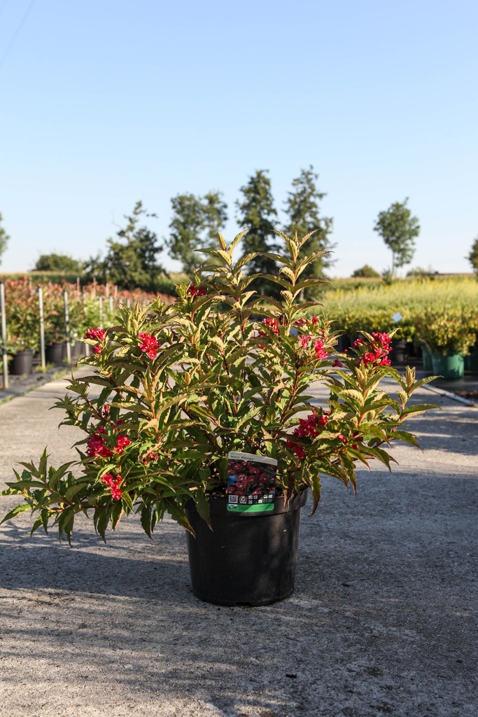 Weigela NAIN ROUGE® cont. 10L 40-50 cm +p